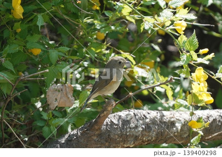 枝に止まるルリビタキ 枝に止まるルリビタキ 139409298