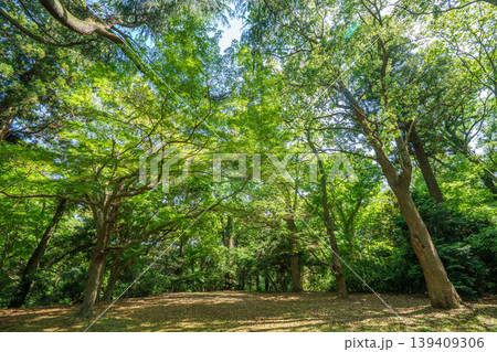 爽やかな公園風景 139409306