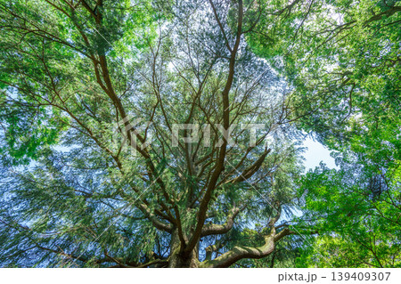 爽やかな公園風景 爽やかな公園風景 139409307