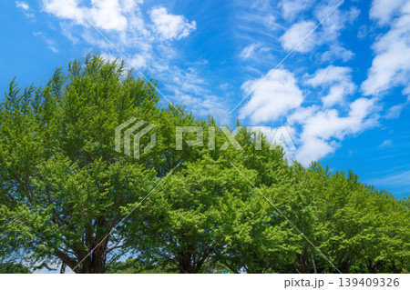 爽やかな公園風景 139409326