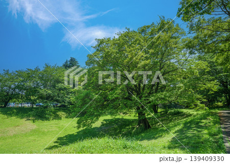 爽やかな公園風景 爽やかな公園風景 139409330