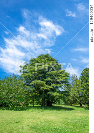爽やかな公園風景 爽やかな公園風景 139409354