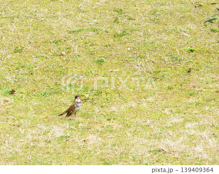 春のツグミ 春のツグミ 139409364