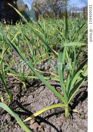Green garlic plants growing in a garden bed with rich soil and sunlight illuminating the vibrant leaves and stems in a rural agricultural setting 139409581