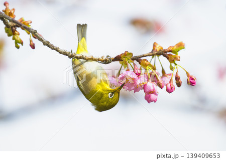 メジロと河津桜 139409653