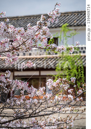 倉敷市 倉敷川と桜 倉敷市 倉敷川と桜 139409714