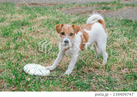 Jack Russell Terrier dog playing with flying disc on green grass. 139409747