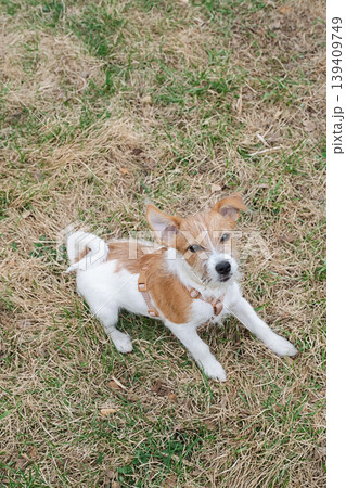 Jack Russell terrier puppy standing on dry grass in park. 139409749