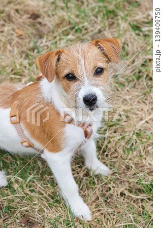 Small terrier puppy wearing harness sitting on grass. Cute dog looking at camera in park. Small terrier puppy wearing harness sitting on grass. Cute dog looking at camera in park. 139409750