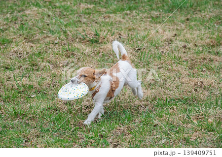 Jack Russell Terrier puppy running in park while holding plastic disc in its mouth. Jack Russell Terrier puppy running in park while holding plastic disc in its mouth. 139409751
