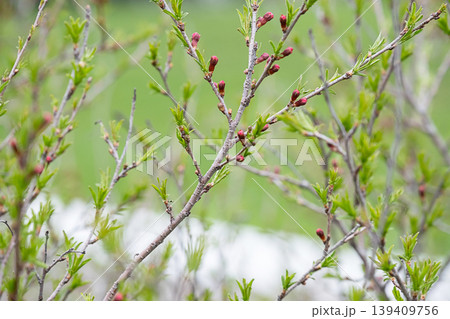 Branch of fruit tree with small red buds and green leaves. Branch of fruit tree with small red buds and green leaves. 139409756
