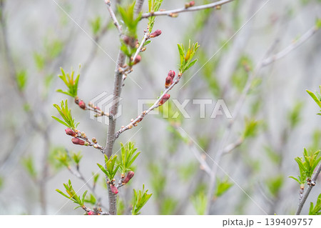 Tree branch with green leaves and red buds starting to bloom in spring. Tree branch with green leaves and red buds starting to bloom in spring. 139409757
