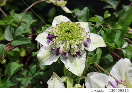 クレマチスビエネッタの個性的な花 139409816