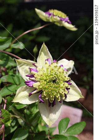 クレマチスビエネッタの個性的な花 クレマチスビエネッタの個性的な花 139409817