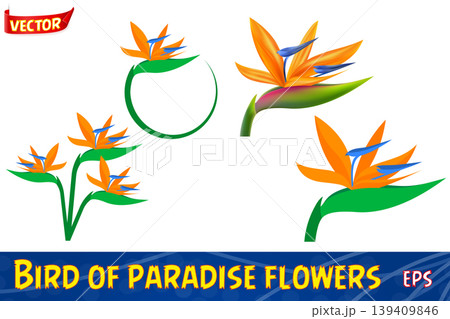 bird of paradise flower tropical plant vector illustration 139409846