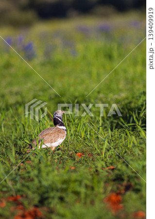 Little Bustard, Spain Little Bustard, Spain 139409919