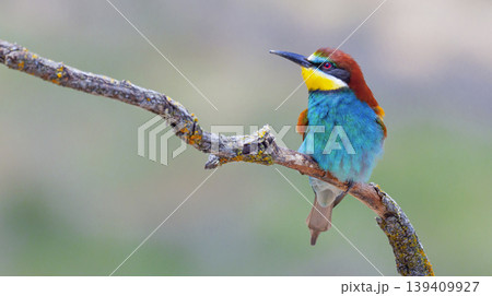 Bee-eater, Spain 139409927