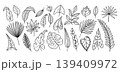 Hand drawn tropical leaves vector set with palm, monstera, philodendron, caladium and eucalyptus foliage, black outline botanical collection of exotic jungle leaf doodles 139409972