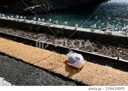 浜名湖佐久米駅のゆりかもめ 139410005