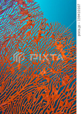 Sea Fan, Lembeh, Indonesia 139410107