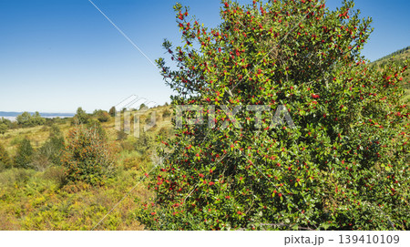 Acebal de Pradena Holly Forest, Spain 139410109