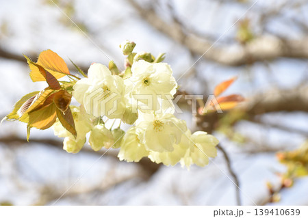 黄色がかった桜　鬱金 139410639