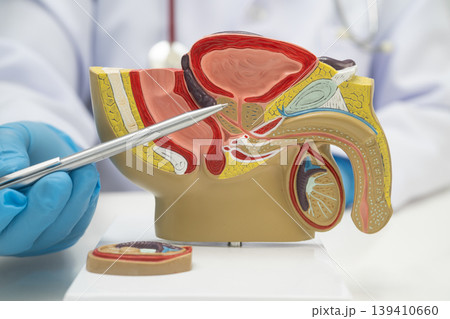 Male reproductive system, Asian doctor holding human anatomy model for study diagnosis and treatment in hospital. 139410660