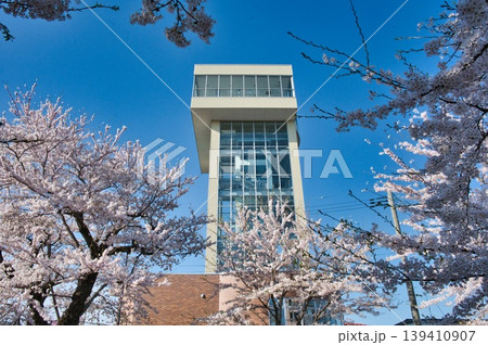 ぐれっとタワーの桜の風景 ぐれっとタワーの桜の風景 139410907