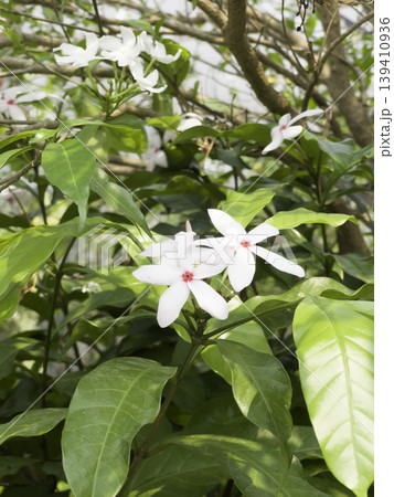 Garden with flowerbed and colorful tropical plants Garden with flowerbed and colorful tropical plants 139410936