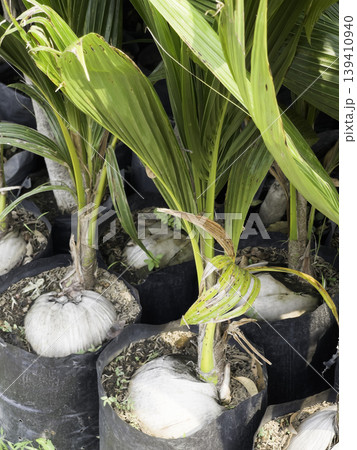 Garden with flowerbed and colorful tropical plants Garden with flowerbed and colorful tropical plants 139410940