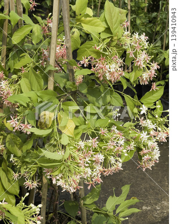 Garden with flowerbed and colorful tropical plants Garden with flowerbed and colorful tropical plants 139410943