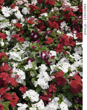 Garden with flowerbed and colorful tropical plants 139410964