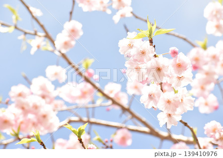 淡いピンクの枝垂れ桜 淡いピンクの枝垂れ桜 139410976