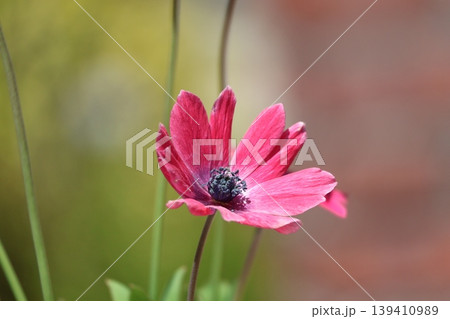 赤い花びらのホルテンシスというアネモネの花のアップの風景 139410989