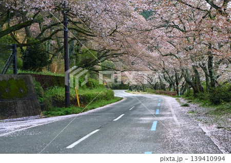散り初めの桜並木と道路の端にできた花びらの絨毯のある風景 散り初めの桜並木と道路の端にできた花びらの絨毯のある風景 139410994