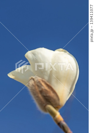 家の周りの草花 四季の色々 公園の木々に白く美しい大輪のモクレンの花が咲き始めました 家の周りの草花 四季の色々 公園の木々に白く美しい大輪のモクレンの花が咲き始めました 139411077