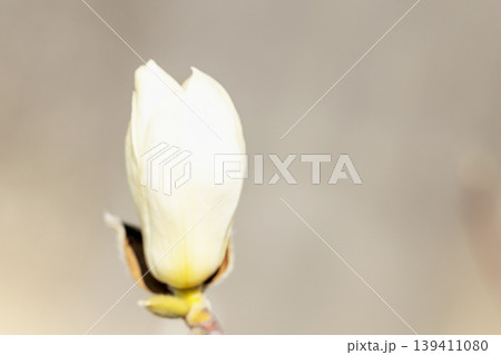 家の周りの草花　四季の色々　公園の木々に白く美しい大輪のモクレンの花が咲き始めました 139411080