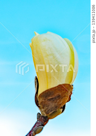 家の周りの草花 四季の色々 公園の木々に白く美しい大輪のモクレンの花が咲き始めました 家の周りの草花 四季の色々 公園の木々に白く美しい大輪のモクレンの花が咲き始めました 139411086