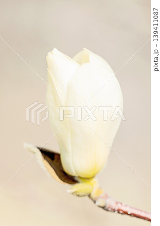 家の周りの草花　四季の色々　公園の木々に白く美しい大輪のモクレンの花が咲き始めました 139411087