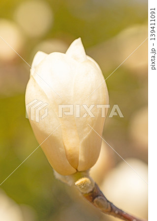 家の周りの草花　四季の色々　公園の木々に白く美しい大輪のモクレンの花が咲き始めました 139411091