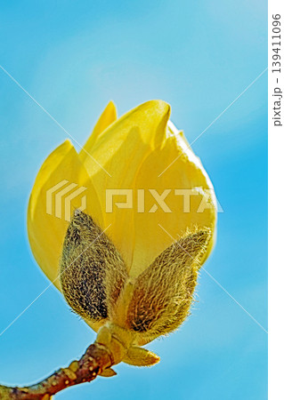 家の周りの草花 四季の色々 公園の木々に白く美しい大輪のモクレンの花が咲き始めました 家の周りの草花 四季の色々 公園の木々に白く美しい大輪のモクレンの花が咲き始めました 139411096