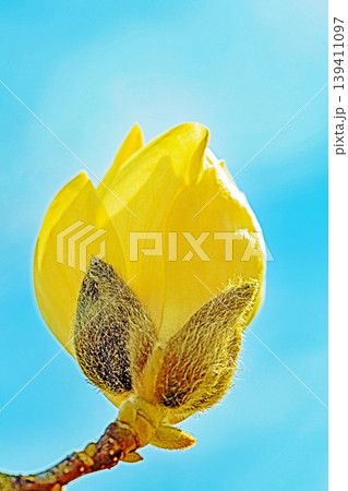 家の周りの草花　四季の色々　公園の木々に白く美しい大輪のモクレンの花が咲き始めました 139411097
