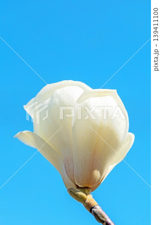 家の周りの草花 四季の色々 公園の木々に白く美しい大輪のモクレンの花が咲き始めました 家の周りの草花 四季の色々 公園の木々に白く美しい大輪のモクレンの花が咲き始めました 139411100