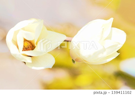 家の周りの草花　四季の色々　公園の木々に白く美しい大輪のモクレンの花が咲き始めました 139411102