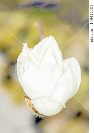 家の周りの草花 四季の色々 公園の木々に白く美しい大輪のモクレンの花が咲き始めました 家の周りの草花 四季の色々 公園の木々に白く美しい大輪のモクレンの花が咲き始めました 139411103