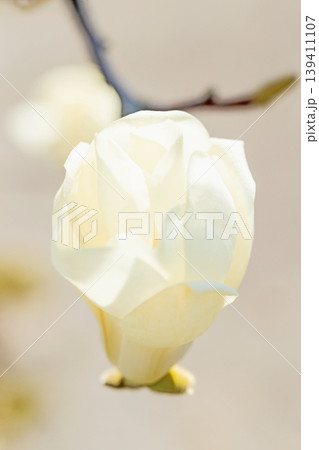 家の周りの草花　四季の色々　公園の木々に白く美しい大輪のモクレンの花が咲き始めました 139411107