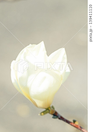 家の周りの草花　四季の色々　公園の木々に白く美しい大輪のモクレンの花が咲き始めました 139411110