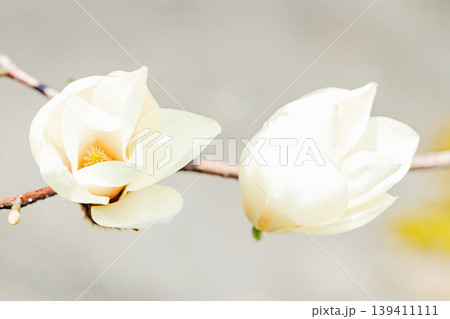家の周りの草花　四季の色々　公園の木々に白く美しい大輪のモクレンの花が咲き始めました 139411111