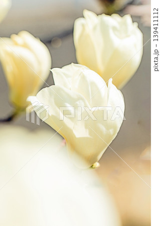 家の周りの草花 四季の色々 公園の木々に白く美しい大輪のモクレンの花が咲き始めました 家の周りの草花 四季の色々 公園の木々に白く美しい大輪のモクレンの花が咲き始めました 139411112