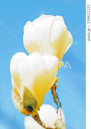 家の周りの草花　四季の色々　公園の木々に白く美しい大輪のモクレンの花が咲き始めました 139411121
